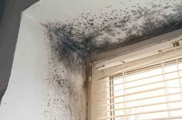 Affordable Attic Mold Remediation solutions in Grandy, NC