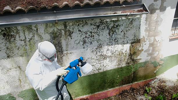 Top rated local Attic Mold Remediation specialists in Grandy, NC